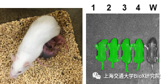 211027wuji3.png