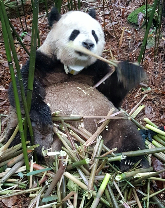 20160518xiongmao.png