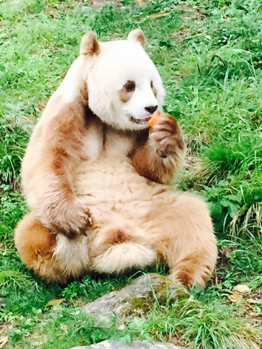 daxiongmao2.jpg